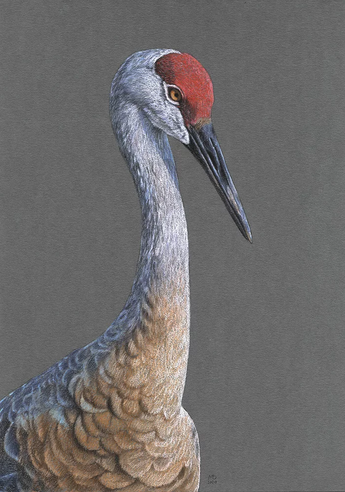 Sandhill crane - My, Drawing, Pastel, Birds, Art, Animalistics, Canadian Crane