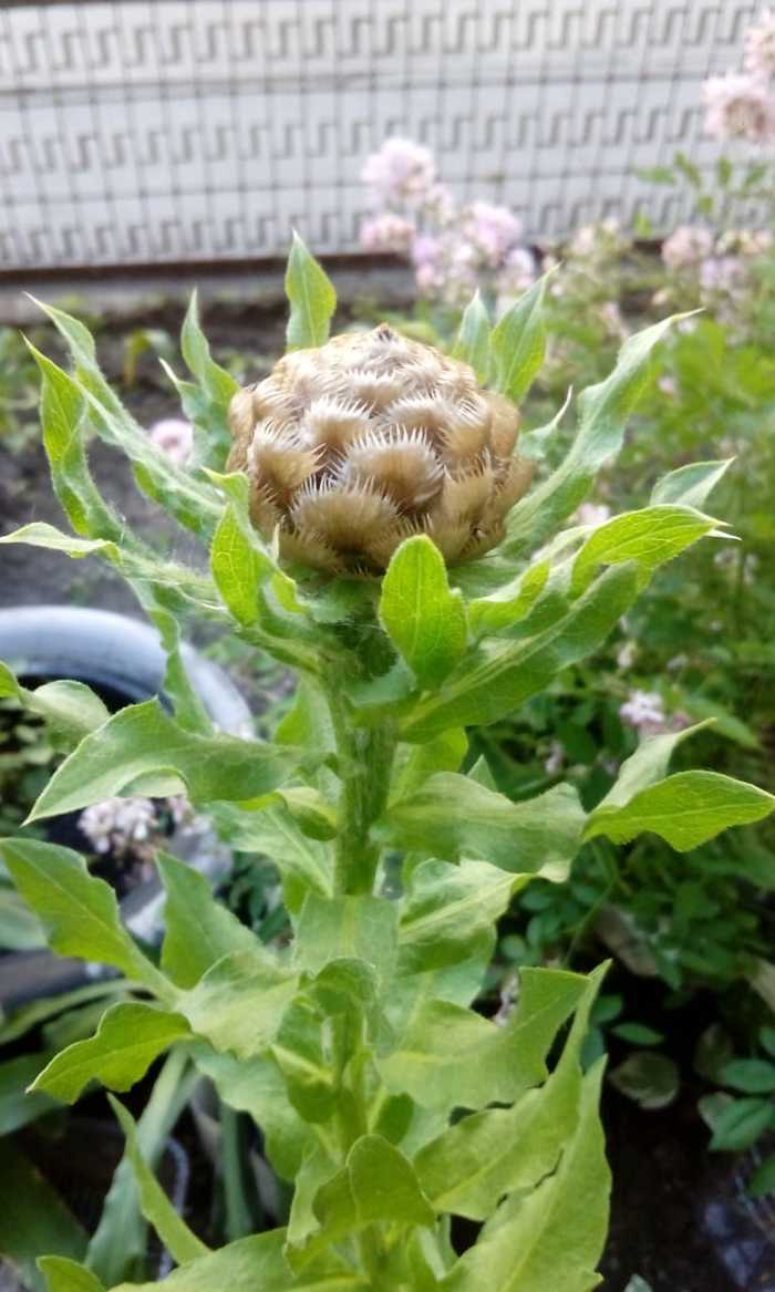 Пожалуйста, подскажите, что за растение?