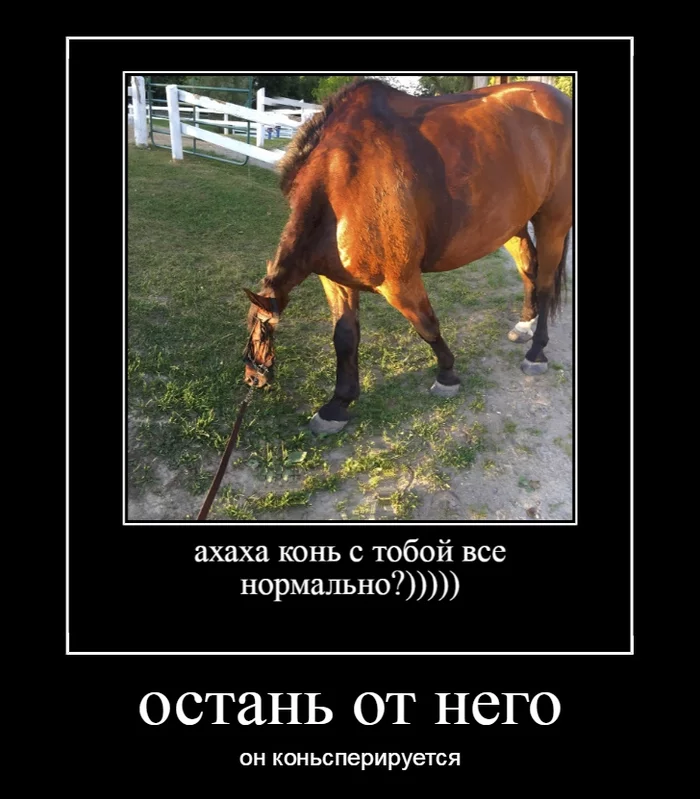 Horse operation - My, Horses, Karachayevsk, Horse in coat, Photoshop