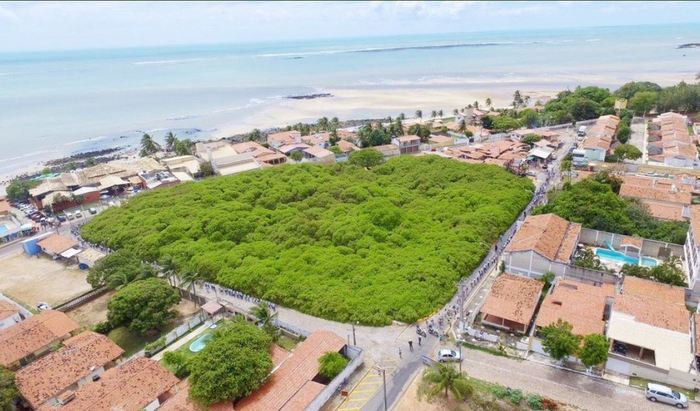 The cashew tree in Brazil looks like a miniature forest. - The national geographic, Brazil, Nature, Cashew, Tree, Longpost