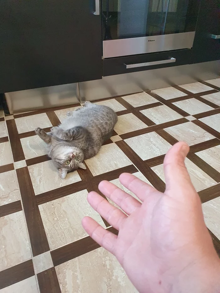 There will be no hugs, there will be no hugs (there are) - My, Hugs, cat, Longpost