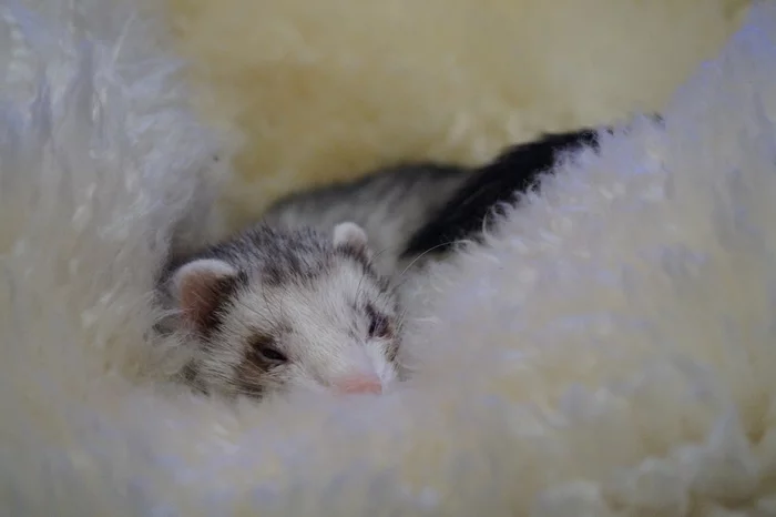 Beauty in Furs, continued - My, Milota, Pets, Ferret, Fluffy, Pets, beauty, The charm, Dream, Bliss