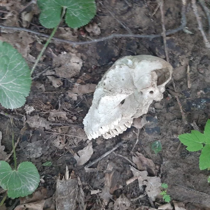 Whose skull? - My, Scull, Find, Question