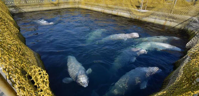 News about wild animals in Russia: - Animals, Wild animals, Russia, Oceanarium, Moa, Bill, Whale Prison, Longpost