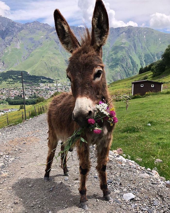 Donkey. Kazbegi, Georgia - Milota, Donkey, Georgia, Kazbegi, Animals