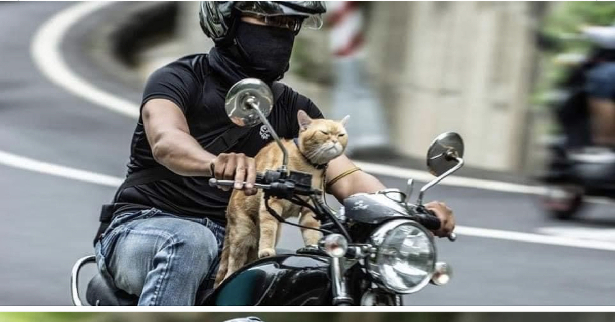 Почему мотоцикл. Байкер на мотоцикле. Мужик на мотоцикле. Крутой байкер. Кот на мотоцикле.