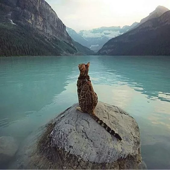 Cat, water, mountains - cat, Water, The mountains, A rock, Bengal cat, Sukiicat, Lake