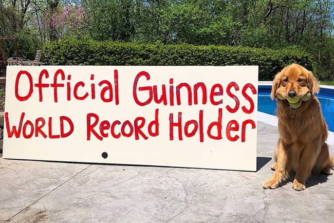 Record holder for holding balls in mouth - Longpost, Guinness Book of Records, Record, Dog