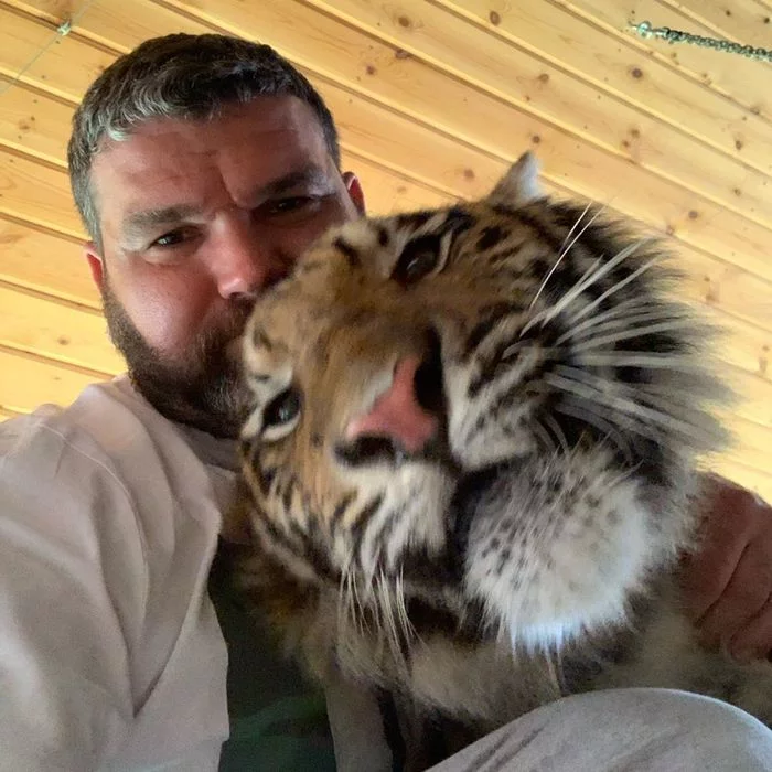 Post #7534166 - Mikhail Zaretsky, Tiger, Amur tiger, Kus, Animals, Video, Big cats, Steel eggs, Wild animals