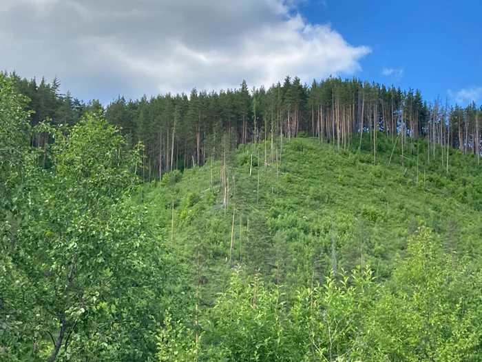 Река Ай. Башкирия. Рядом с деревней Гладких - Моё, Башкортостан, Фотография, Природа, Лес, Река, Урал, Длиннопост