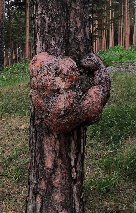 Pine - jock - My, Humor, Jock, Sport, Arnold Schwarzenegger, Tree, Nature, beauty of nature