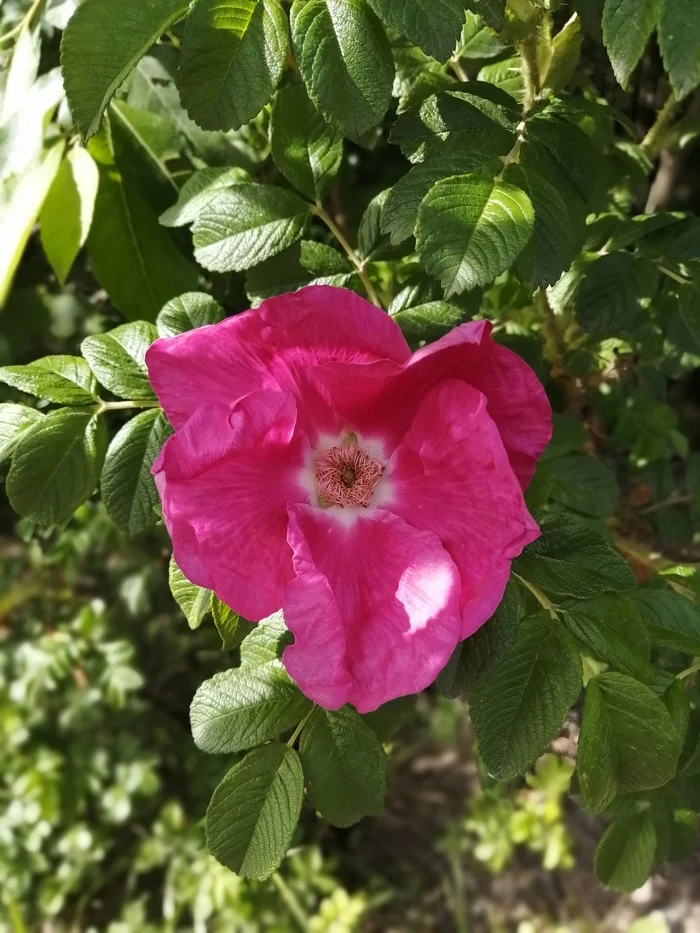 Colors of nature - My, Summer, Nature, Flowers, Longpost