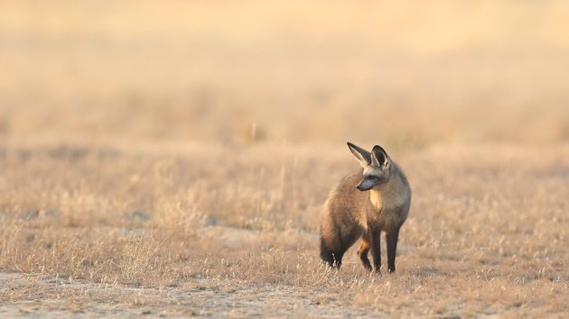 Большеухая лисица - The National Geographic, Африка, Дикие животные, Видео, Длиннопост, Животные, Большеухая лисица, Лиса