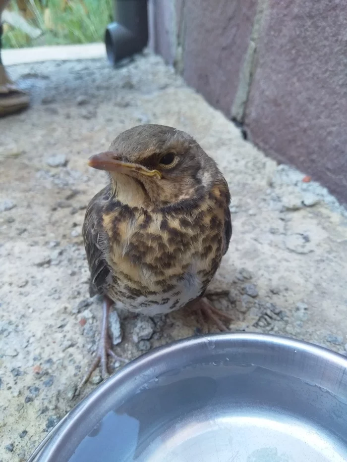 Help identify the bird - No rating, Birds, What kind of bird?, Longpost