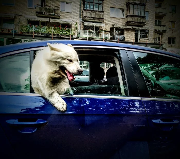 Hot day - My, Dog, The photo, Summer, Heat, Motorists