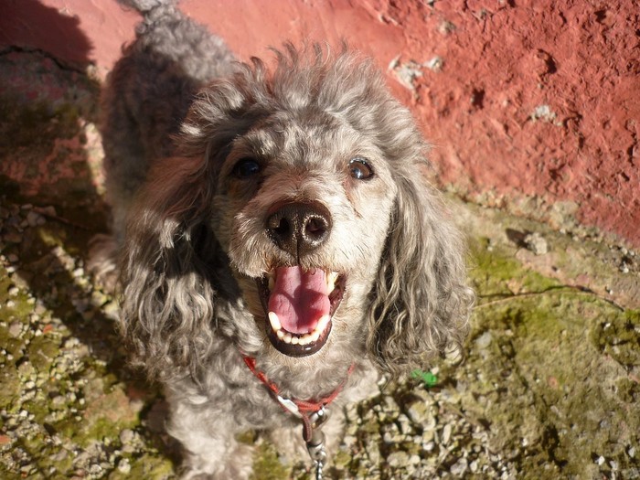 Пудель Тошка