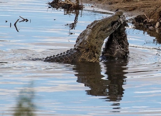 Bad luck - Honey badger, Crocodiles, Death, Is eating, wildlife