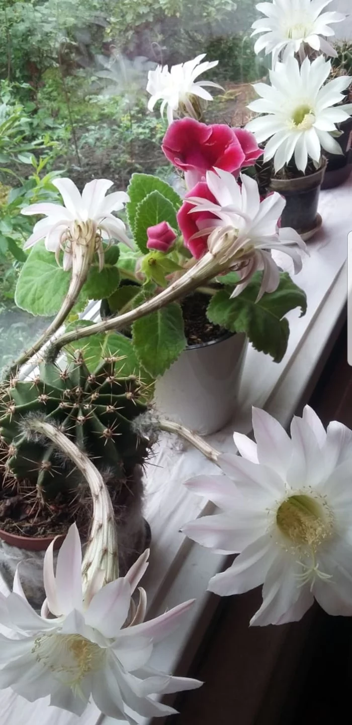 Post #7536149 - My, Bloom, Echinopsis cactus, Gloxinia, Gramophone, beauty