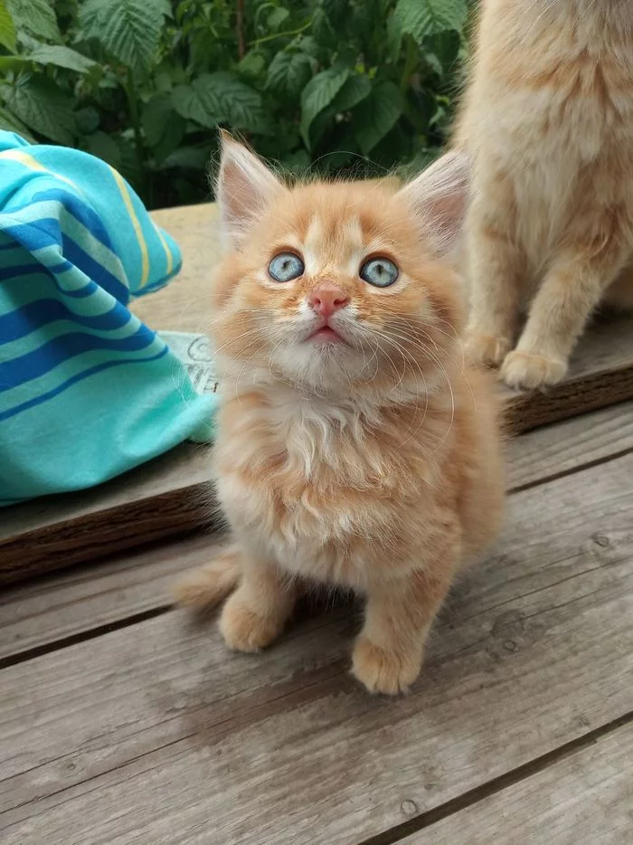 Солнечные котята. Минск. Мачулищи. Минский район - Моё, Котята, Кот, Минск, Мачулищи, Длиннопост, Рыжие, В добрые руки, Республика Беларусь, Без рейтинга