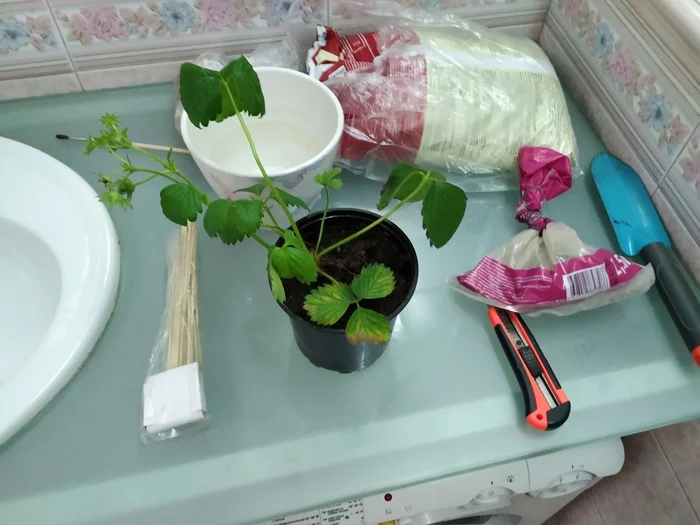 I don't know why, but now I have a homemade strawberry :) #2 - My, Strawberry, Growing, Longpost, Vegetable garden on the windowsill, Plants, Strawberry plant, Strawberry (plant)