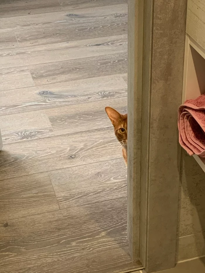 Psst, guy, do you have any slippers? - My, Abyssinian cat, Psss guy, cat