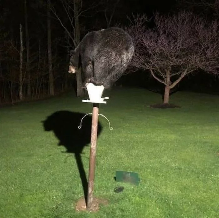 The bear wants to feed the birds - The Bears, Black, Black Bear, Baribal, USA, Birds