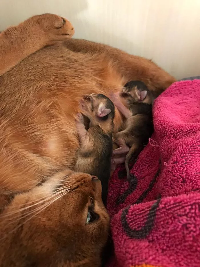 My cat gave birth to kittens yesterday! - My, cat, Abyssinian cat, Kittens, Closet, Childbirth, Longpost