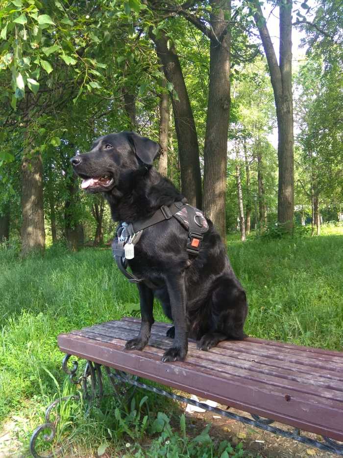 Duck watching post - My, Dog, Labrador, Bench