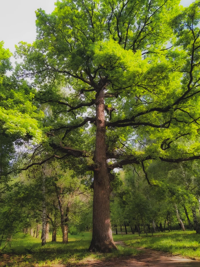 Oak - My, Oak, Mobile photography, Beginning photographer