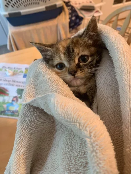 And I didn’t want to get up - The photo, cat, Milota, Towel, After shower, Good morning