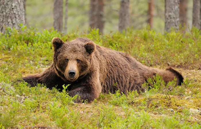 The fearful king of the Finnish forests - Bear, Brown bears, Wild animals, Finland, Sacred animal, National, Symbol, The Bears, Symbols and symbols