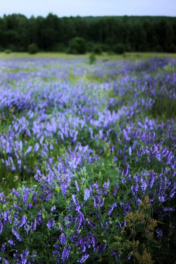 Sea of ??flowers - My, The photo, Flowers, Field, beauty, Sweet pea, Bryansk region, Longpost