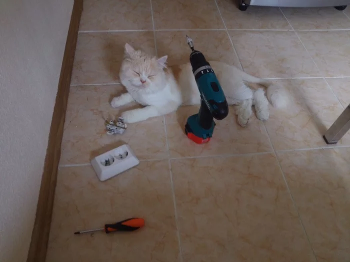 What are we repairing today? - My, cat, Screwdriver