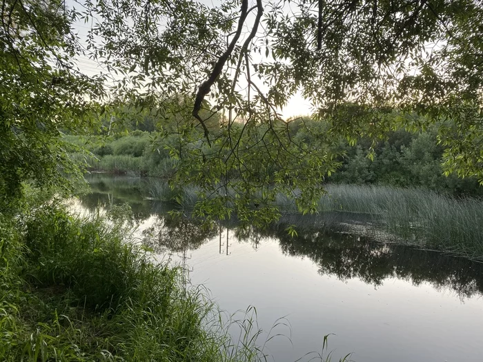 Июньский вечер - Моё, Река, Комары, Фотография