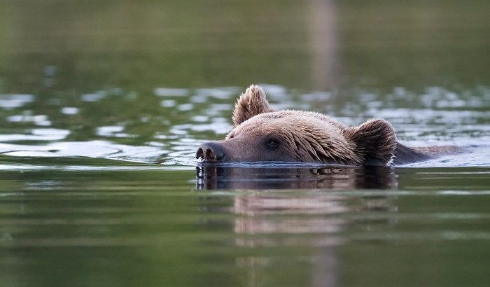 Тем временем медведи бороздят водные просторы)