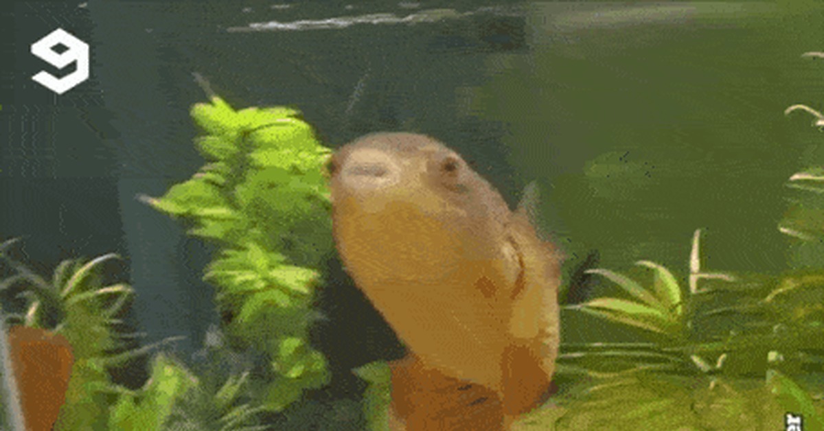 To the delight of the fish - 9GAG, A fish, Funny, GIF, Seashells, Pufferfish