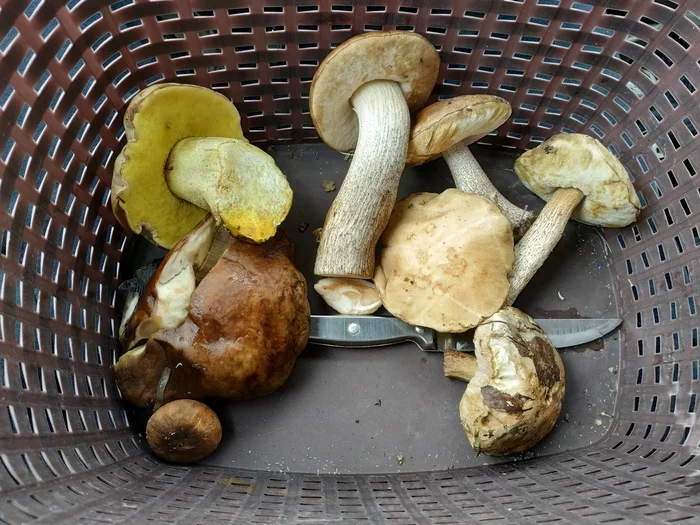 My first boletus! - My, Mushrooms, Forest, Silent hunt, Longpost, Mobile photography, Samara Region