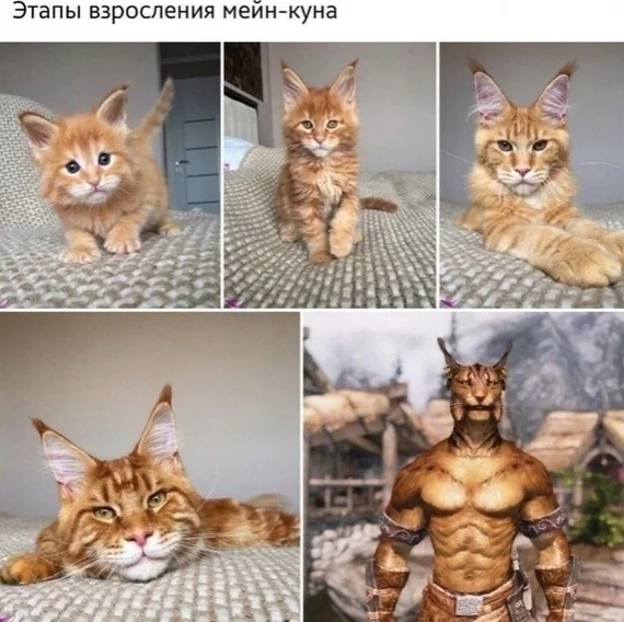 Stages of growing up Maine Coon - cat, The Elder Scrolls V: Skyrim, Maine Coon, Growing up, Khajiit, Humor