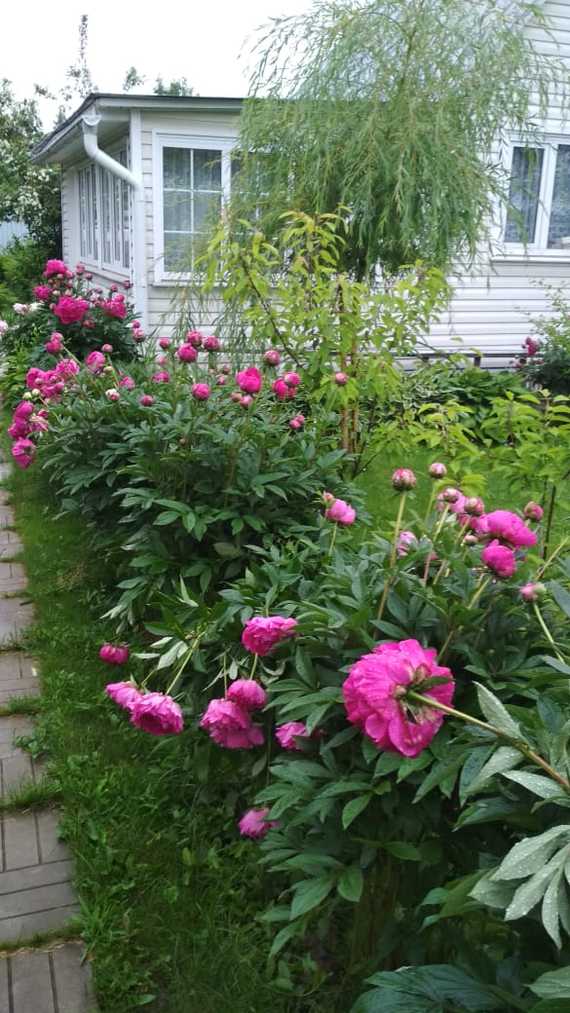 Mama sent some photos of flowers from the dacha - My, Flowers, Peonies, Chamomile, Dacha, Mobile photography, Longpost