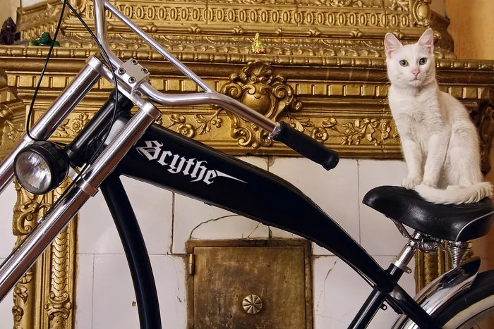 Cat on a bike - My, cat, A bike