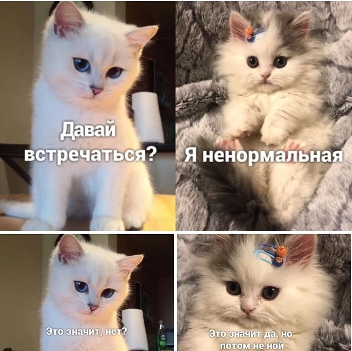 Let's meet? - cat, From the network, Acquaintance, Milota