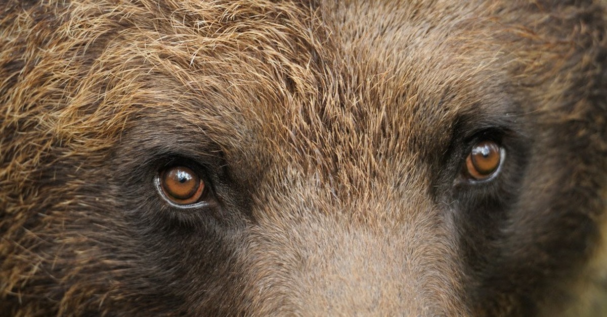 Какой нос у медведя. Глаза медведя. Зрачки медведя. Медвежьи глаза. Цвет глаз медведя.