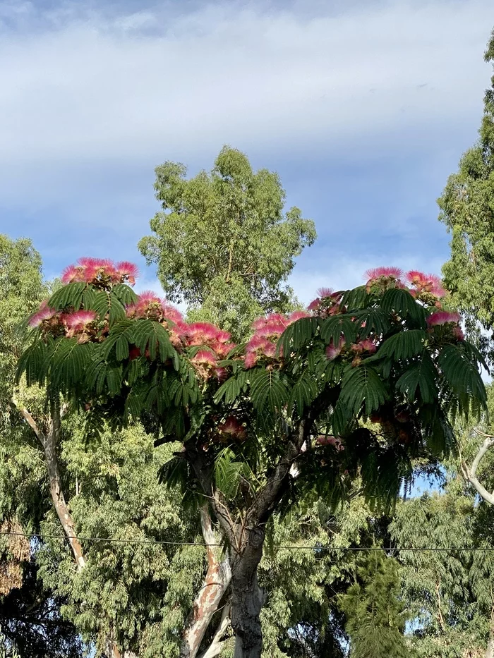 Summer flowers - My, Mobile photography, Athens, The photo, Flowers, Bumblebee, Summer, Longpost