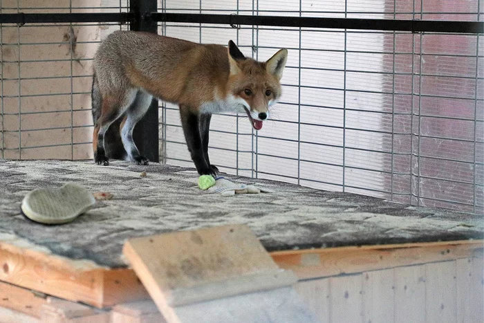 The world's only fur farm with domesticated foxes will be renovated in Russia - Fox, Animals, Ecology, fur farm, Longpost