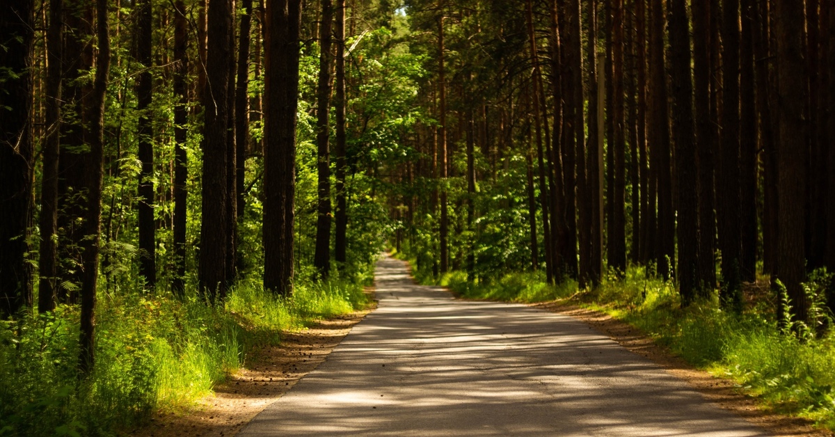 Дорога ведет в лес. Дорога в лесу. Лесная дорога. Лесные дороги. Лес с дорогой.