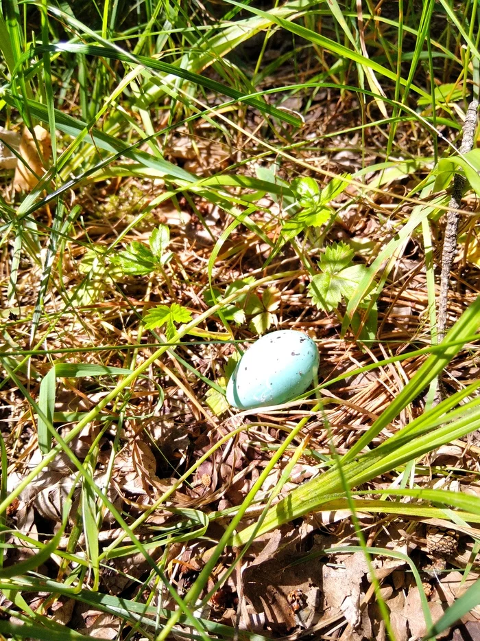 Egg Found! - My, What kind of bird?, Eggs, Forest, Longpost