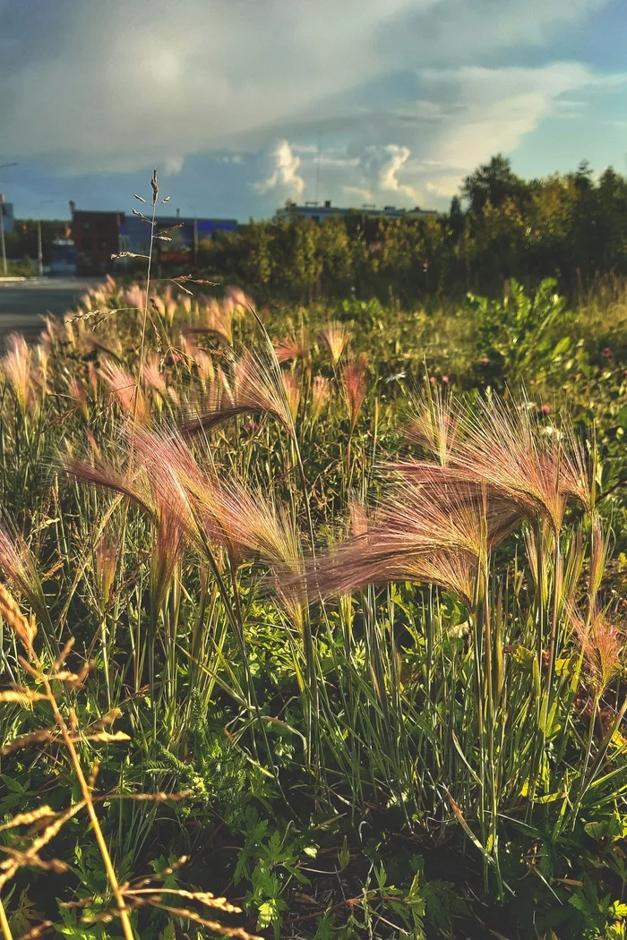 Post #7547435 - My, Mobile photography, Sunset, Spikelet, Summer