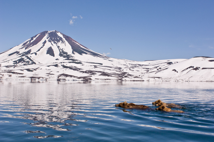 Медвежата - отличные ребята!