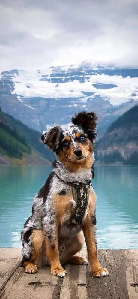 Who are you handsome!? - The photo, Dog, The mountains, Nature, Lake, Milota, Dog days, Unusual coloring