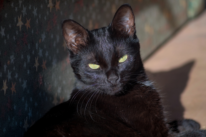 Звезда в звездах